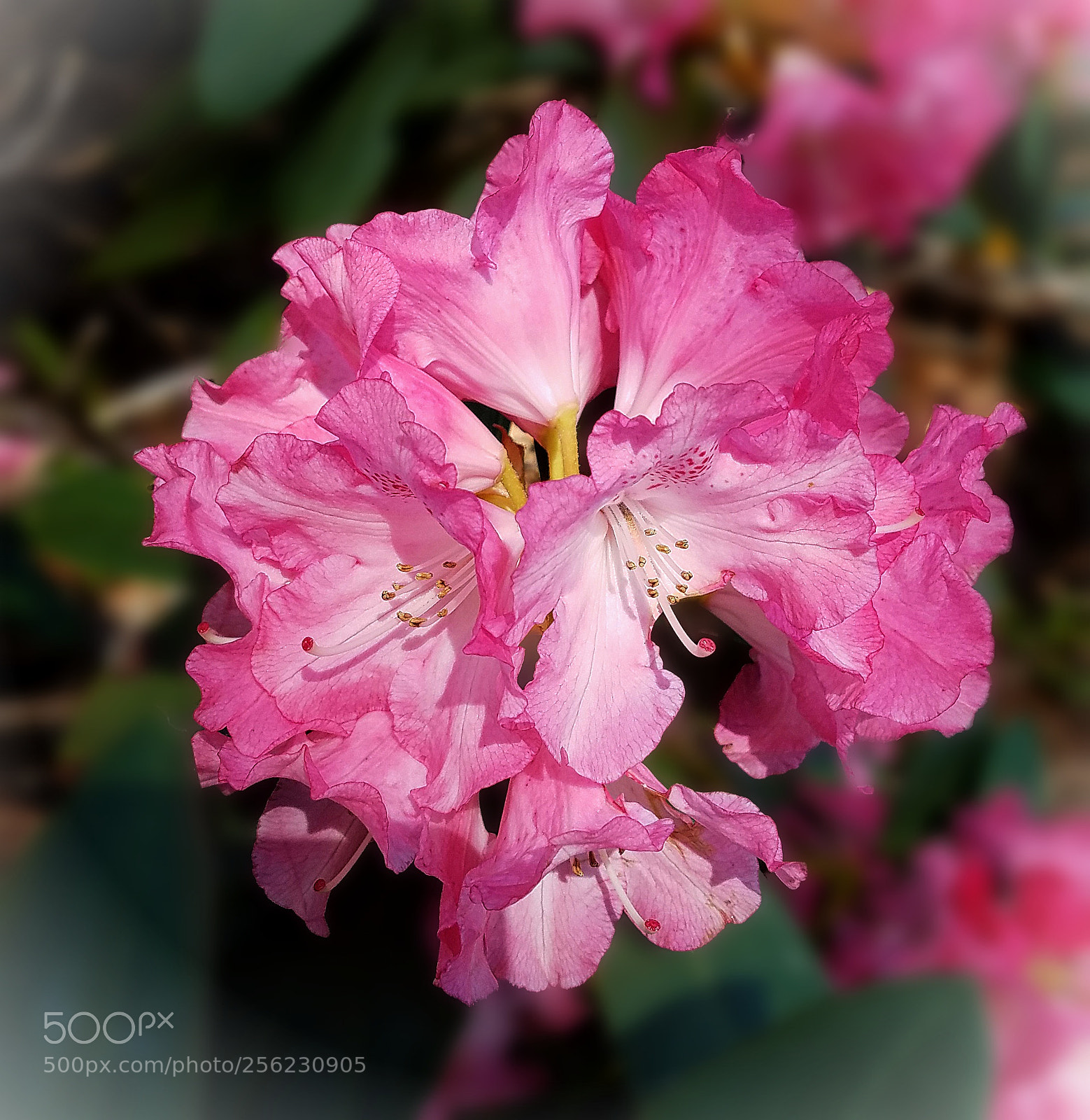 Samsung Galaxy S7 sample photo. Pink rhododendron blossom photography