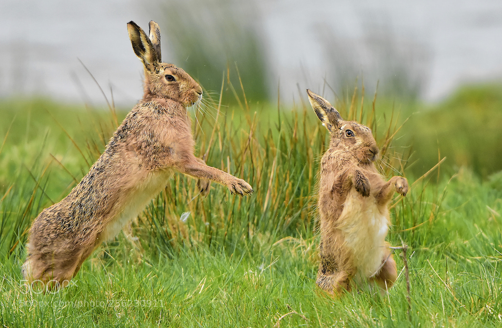 Nikon D7200 sample photo. "lets dance" photography