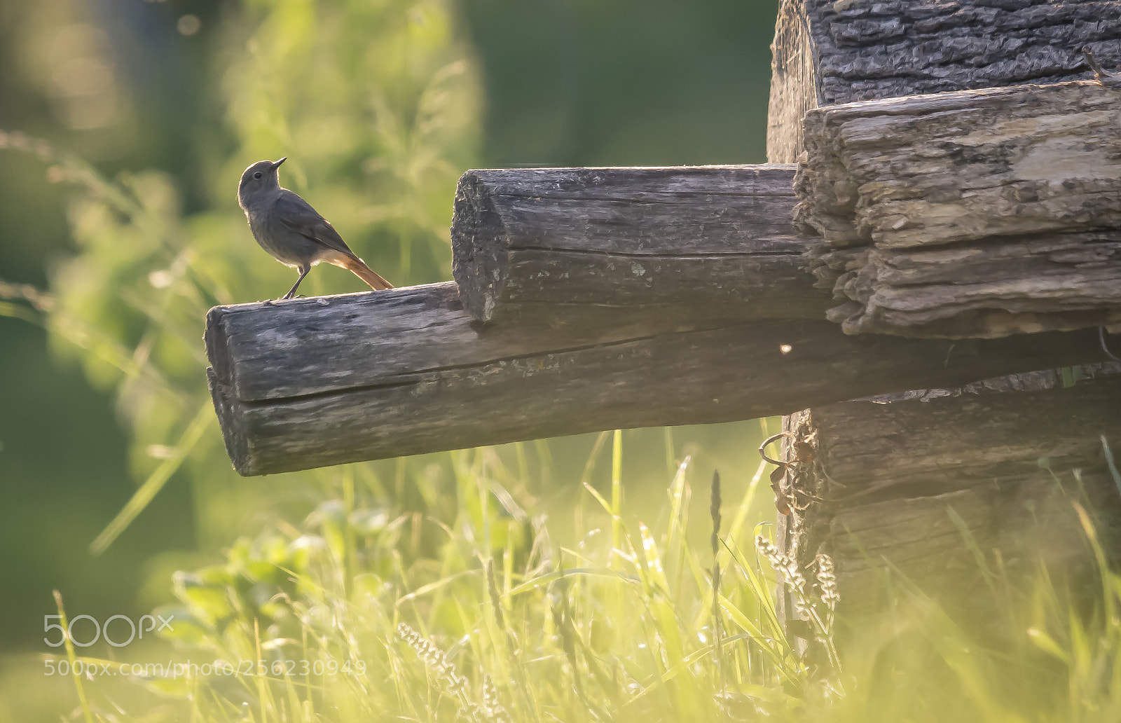 Nikon D610 sample photo. Bird of spring photography