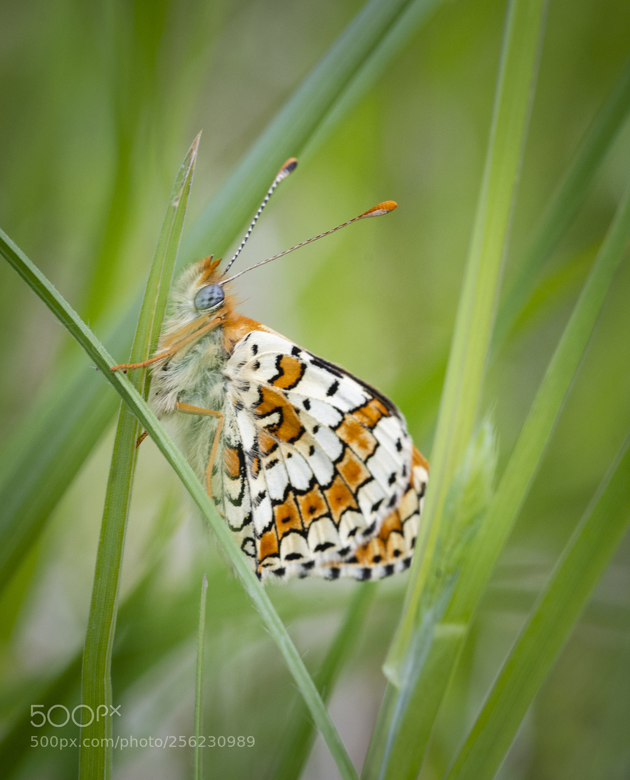 Nikon D7200 sample photo. Macro photography