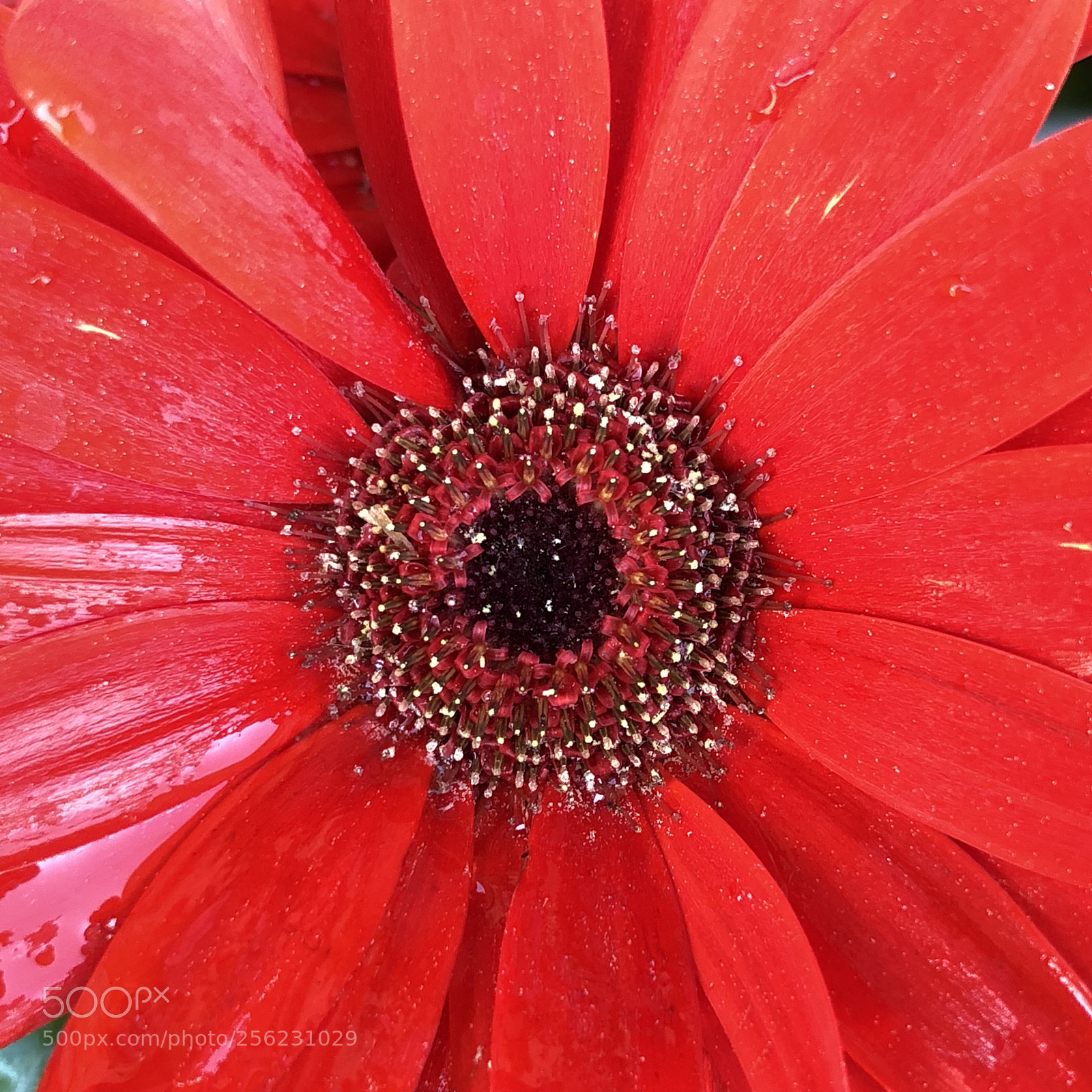 Apple iPhone X sample photo. Untitled photography