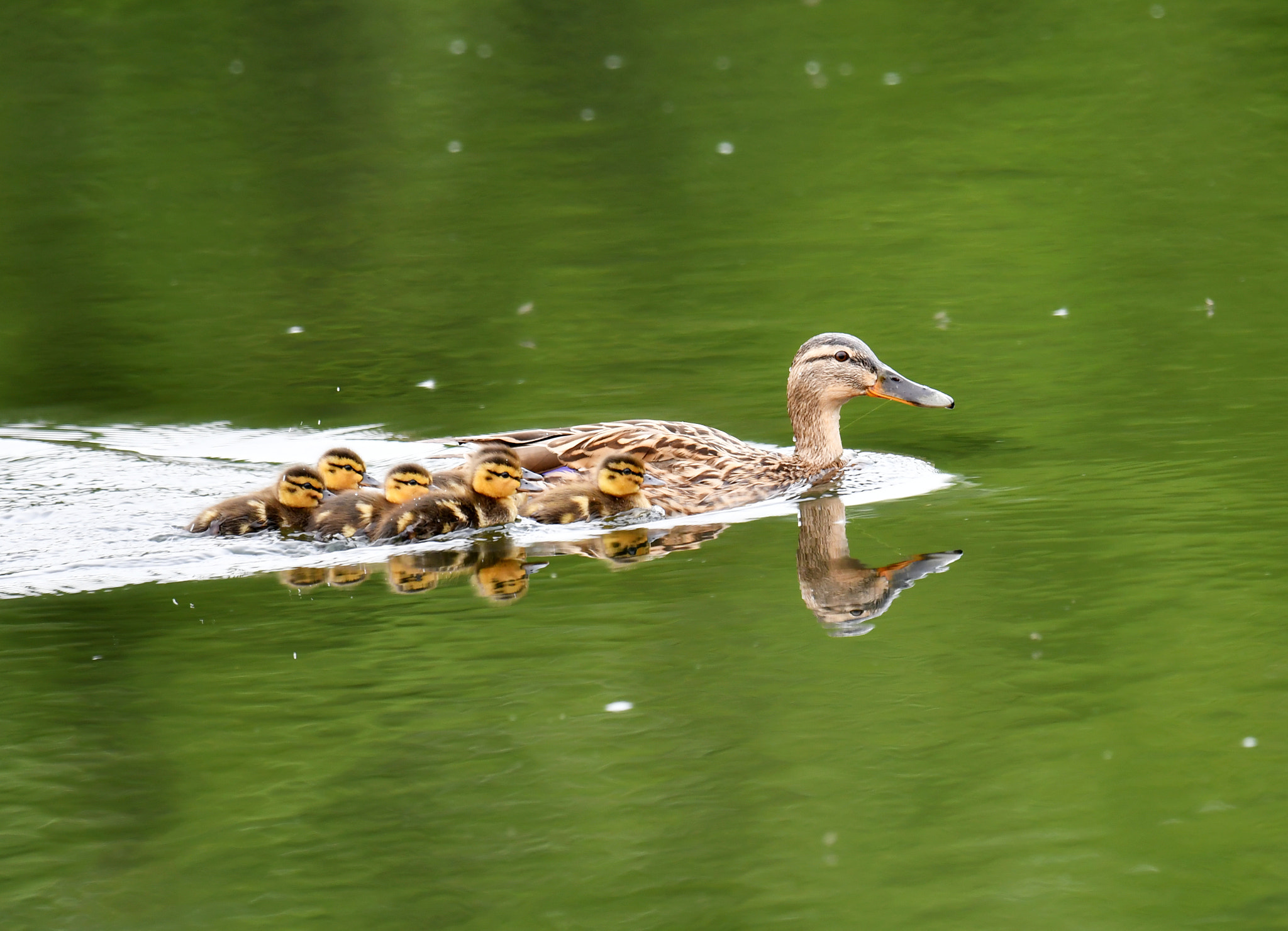 Nikon AF-S Nikkor 600mm F4G ED VR sample photo. Mallard photography