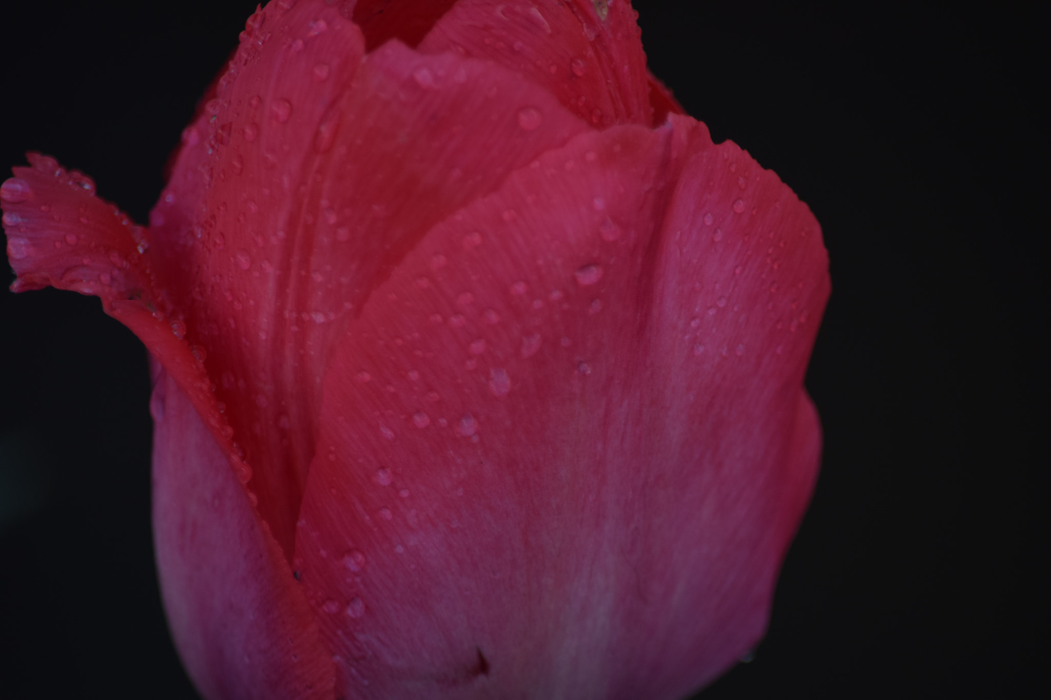 Nikon D5300 sample photo. () photography