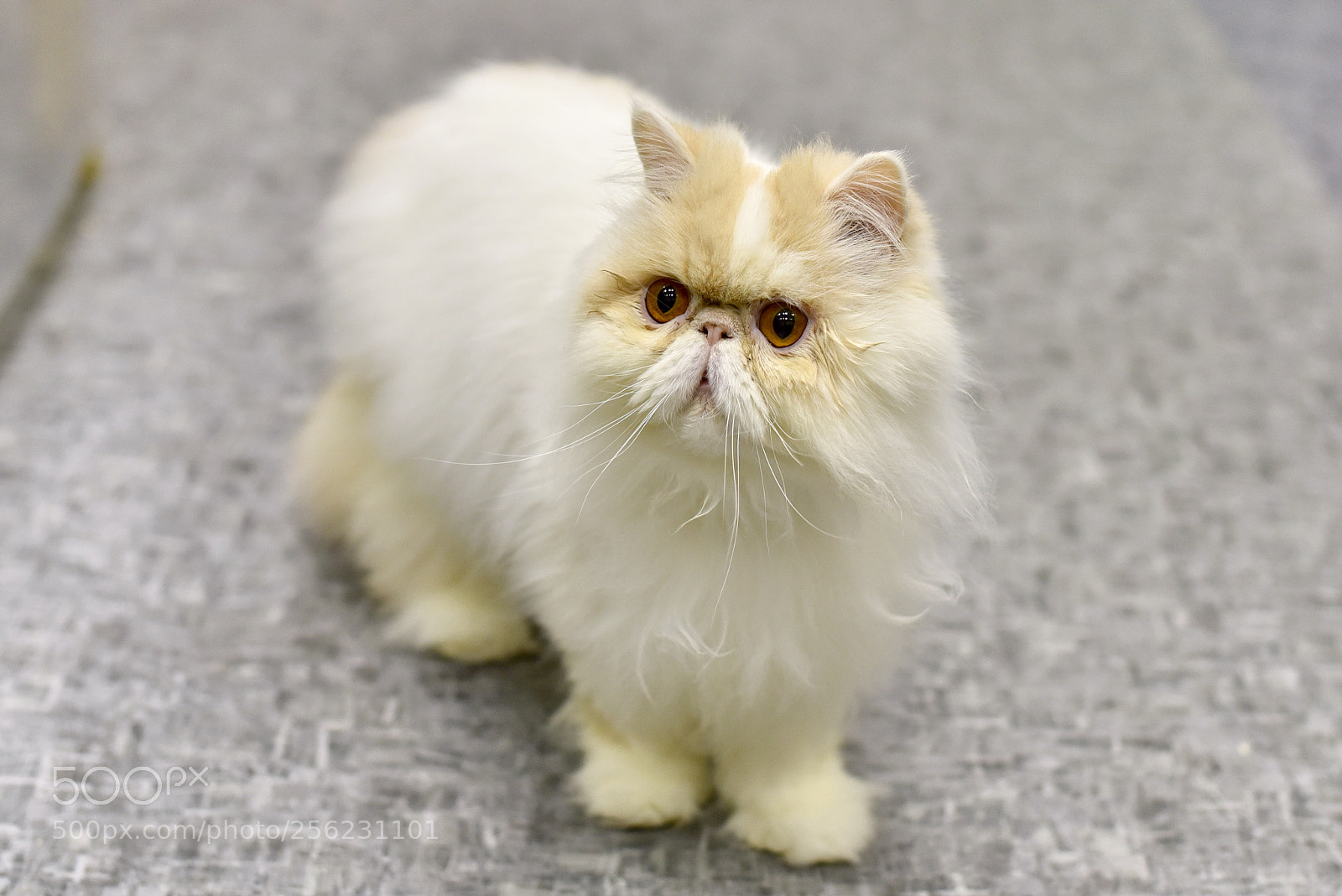 Nikon D750 sample photo. Persian cat photography