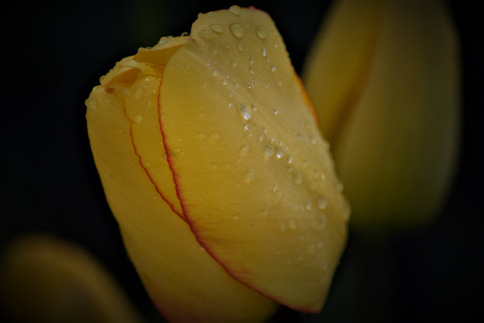 Nikon D5300 sample photo. () photography