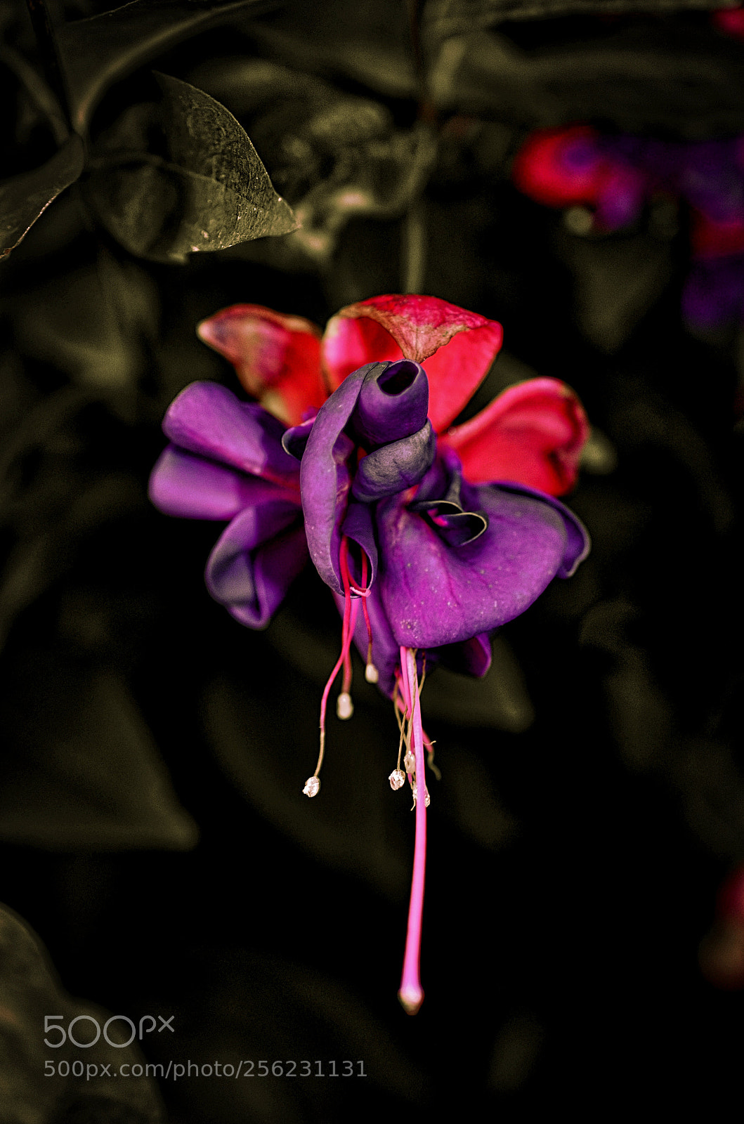 Nikon D7000 sample photo. Fuchsia photography