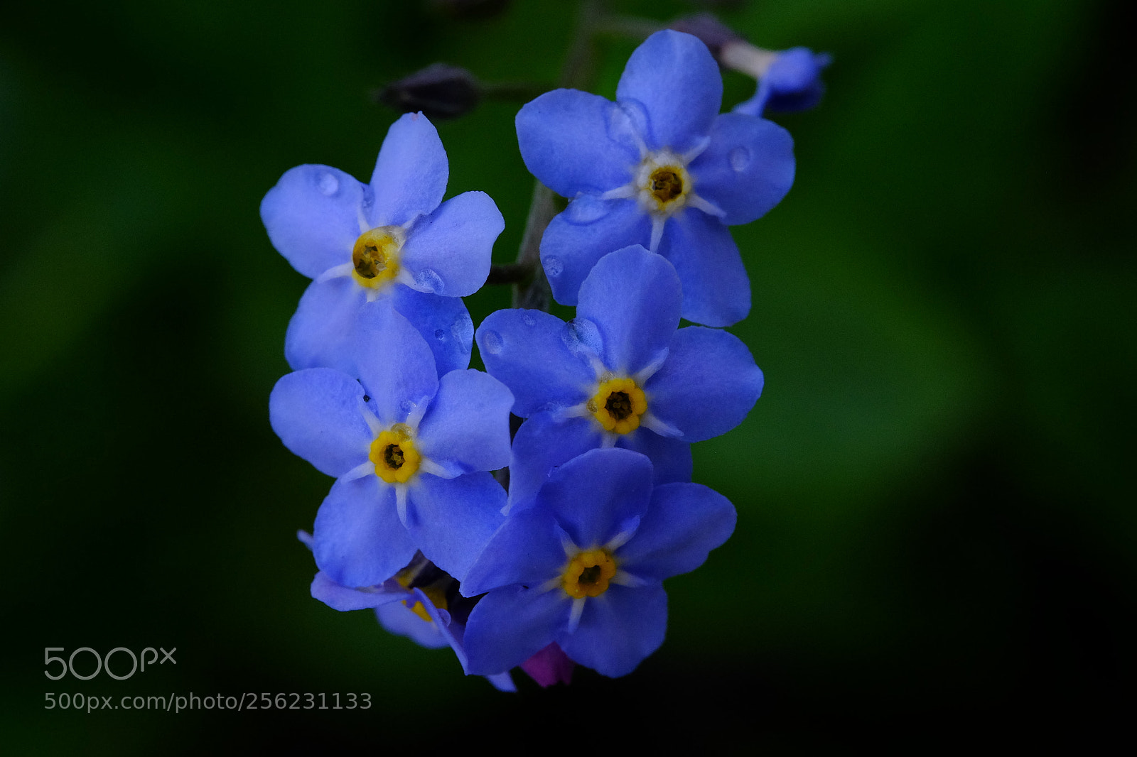 Fujifilm X-T10 sample photo. 562 photography
