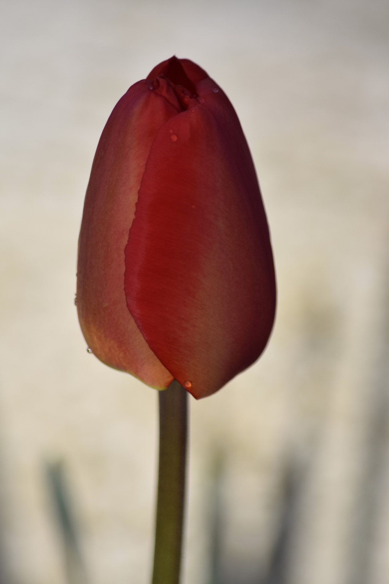 Nikon D5300 sample photo. () photography