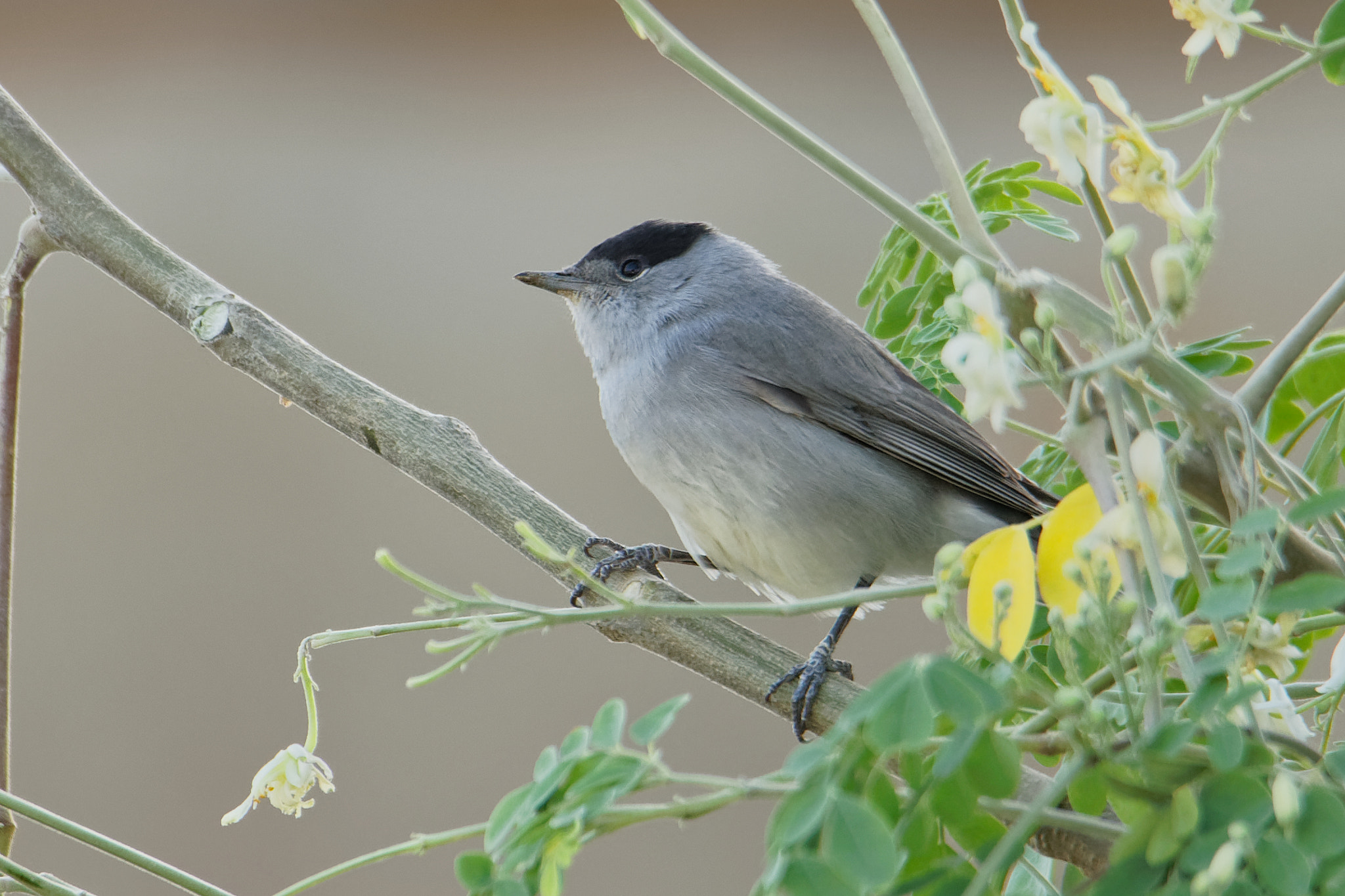 Canon EOS 5D Mark IV sample photo. Birdwatching: eurasian black cap. photography