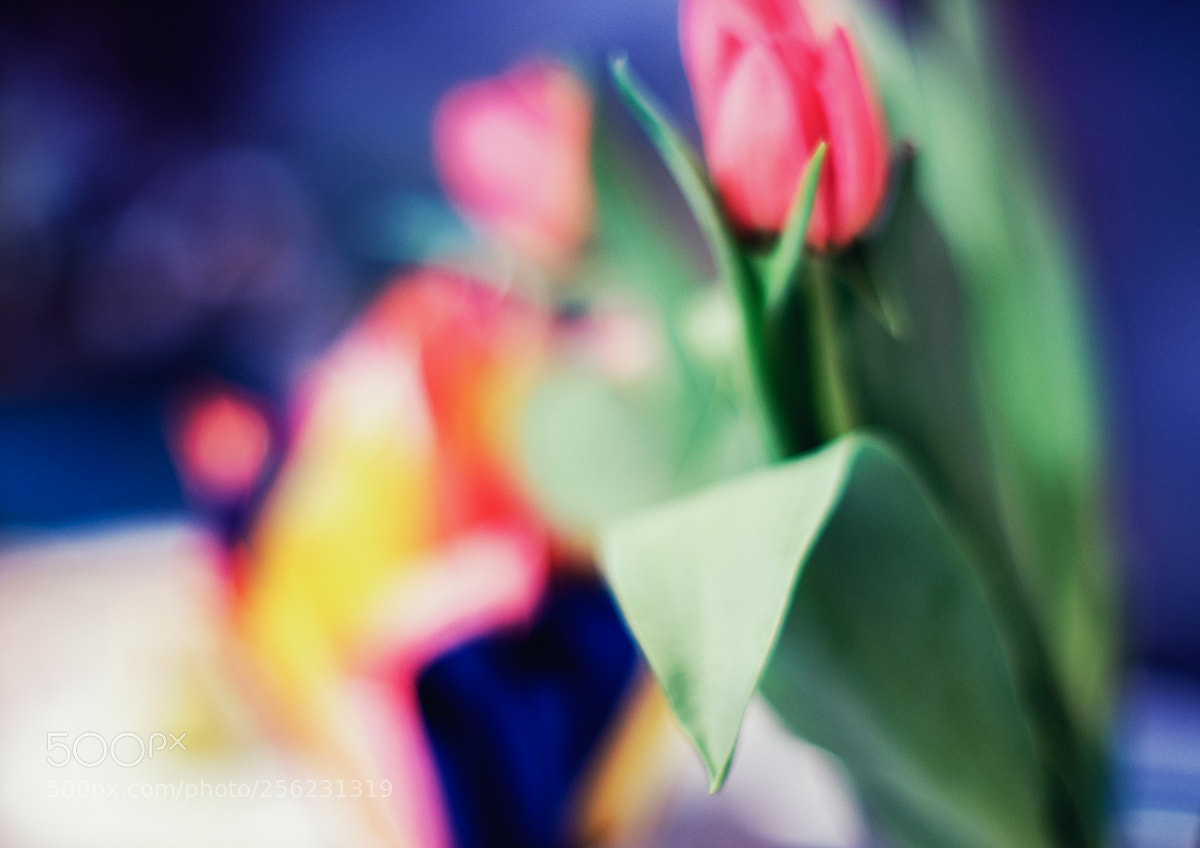 Fujifilm X-T10 sample photo. Tulips. photography