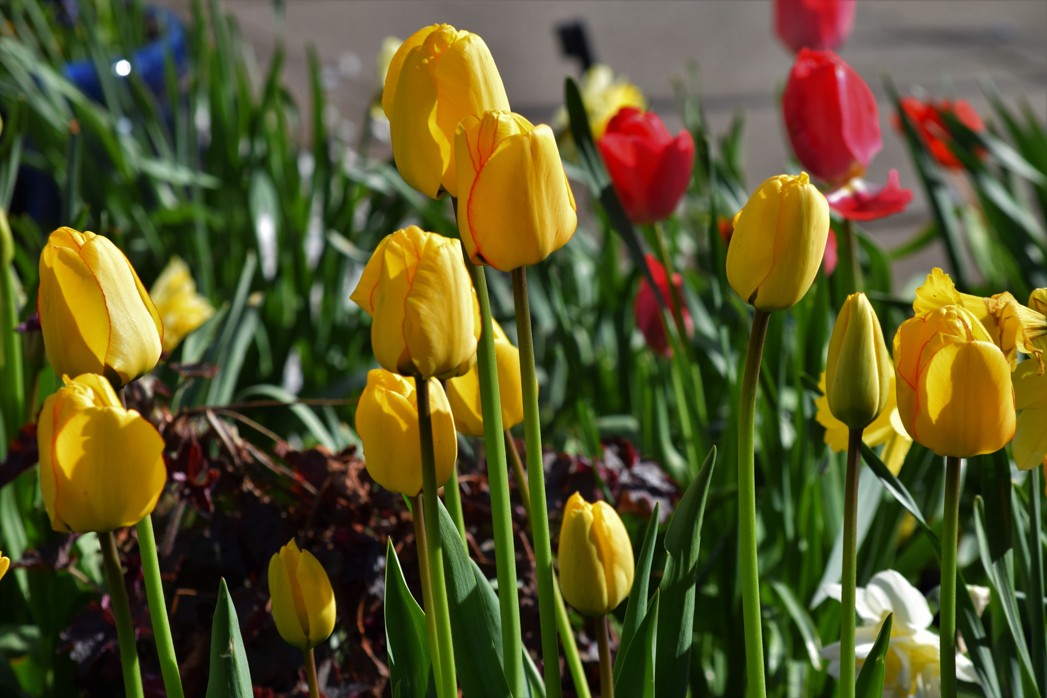 Nikon D5300 sample photo. () photography