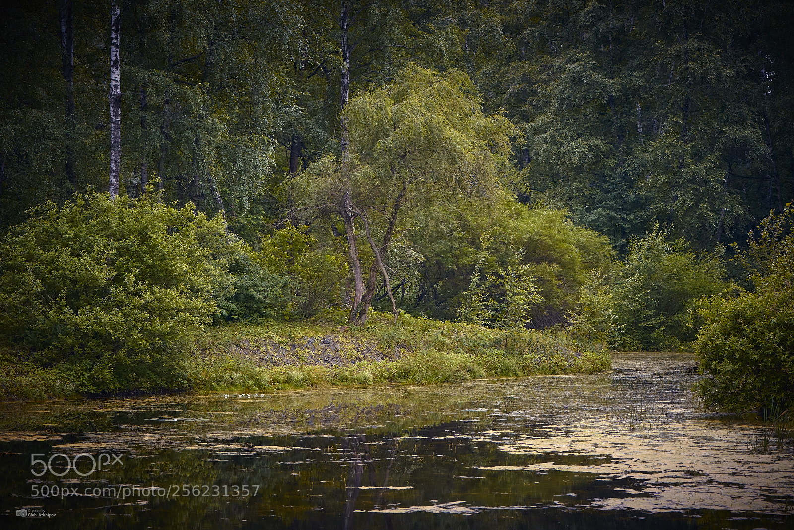 Nikon D700 sample photo. Russian forest photography