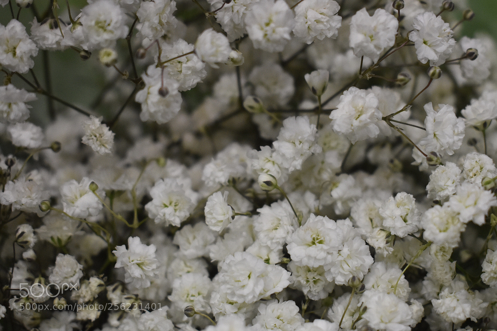 Nikon D3400 sample photo. Diving in photography