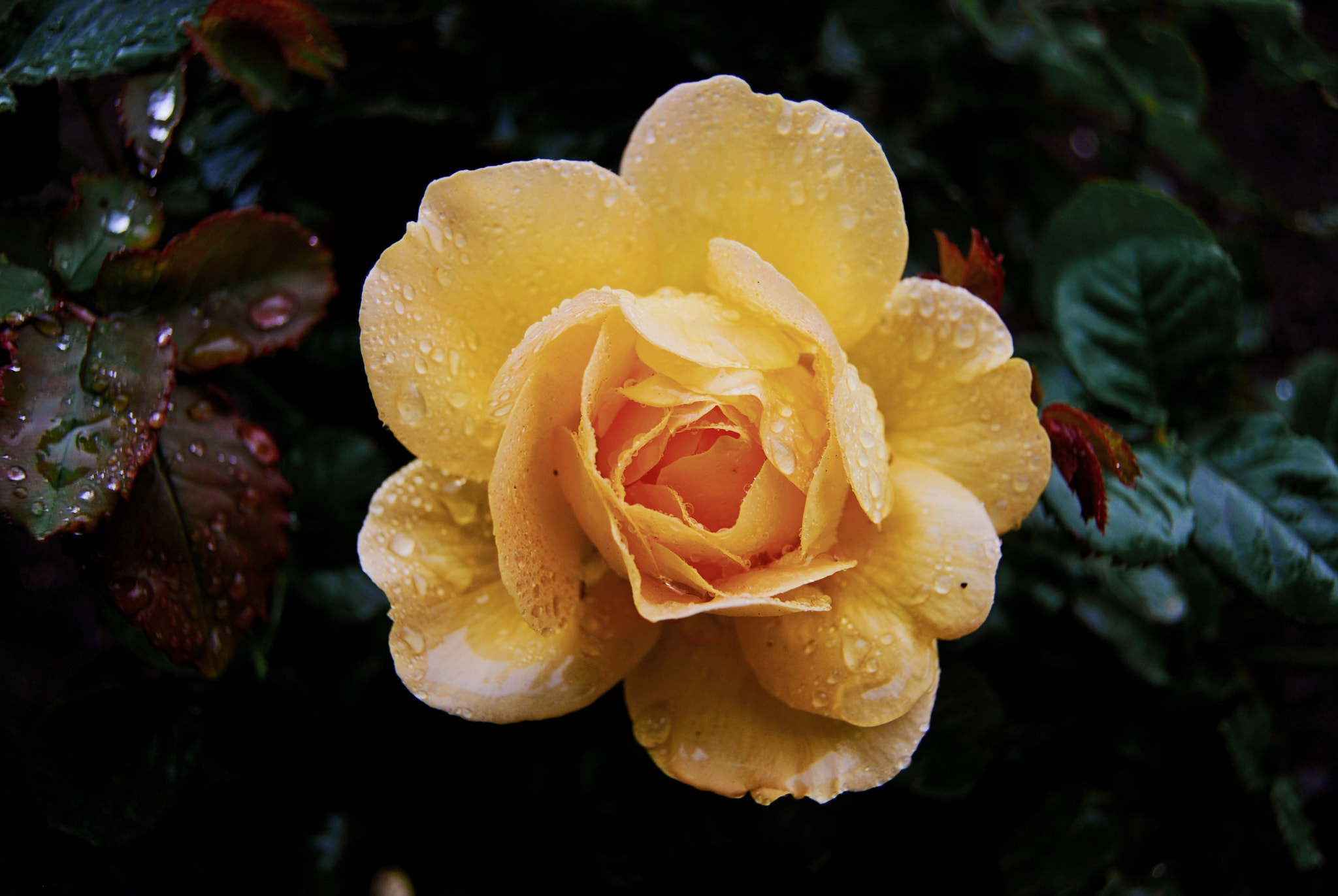 Nikon D40X sample photo. Yellowrose photography
