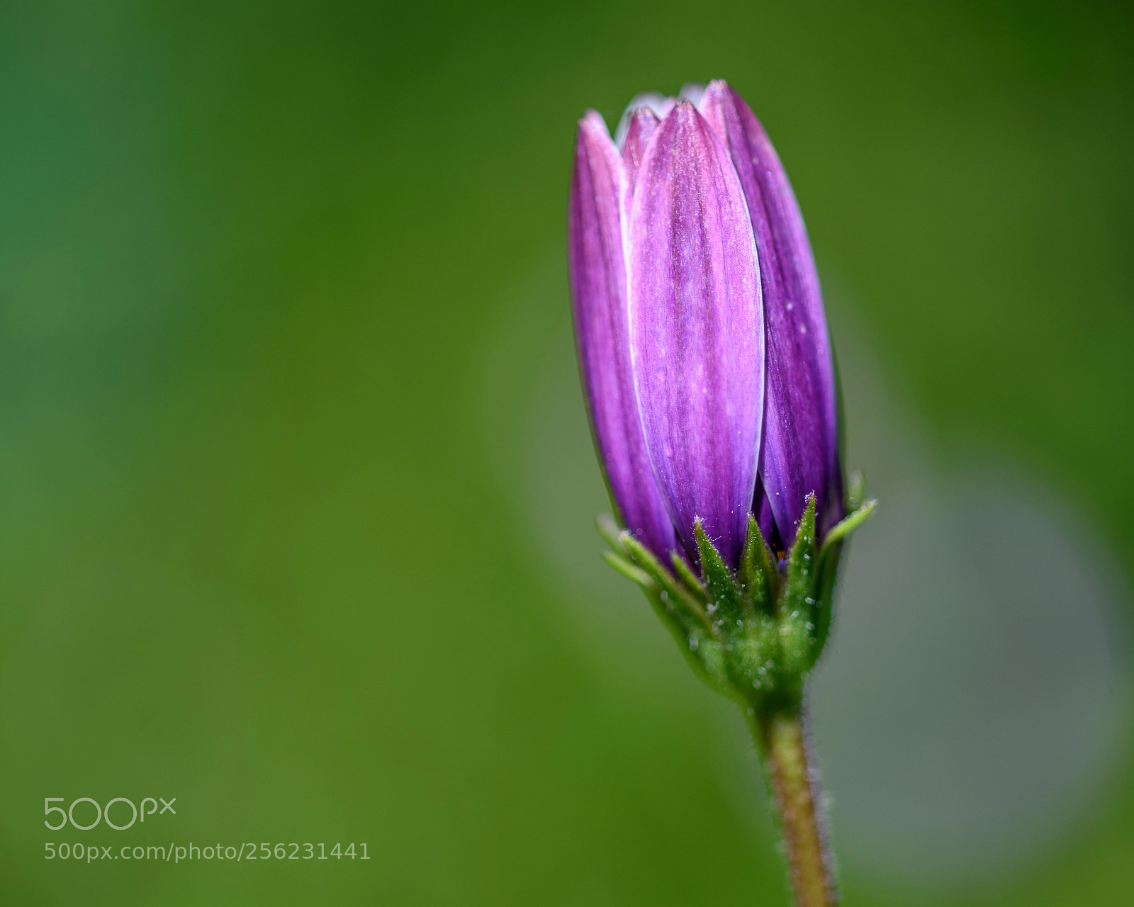 Nikon D750 sample photo. Purple photography