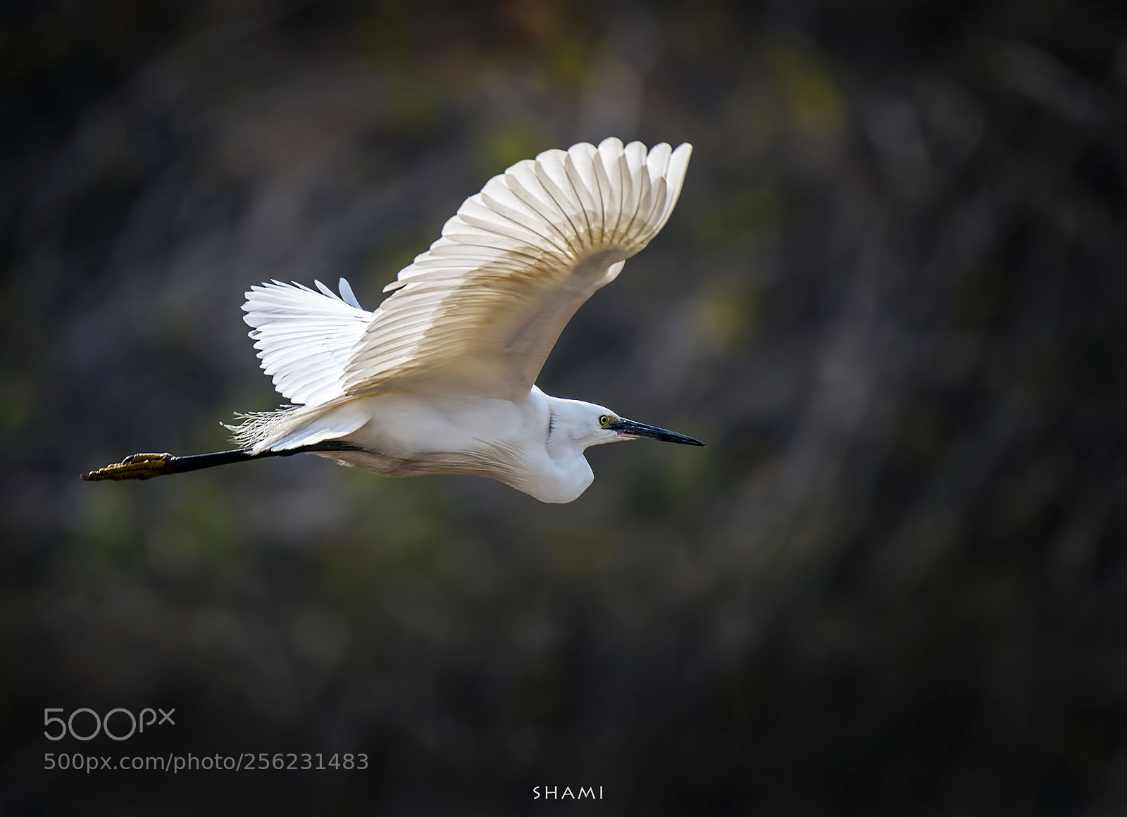 Nikon D800E sample photo. Wings of silk photography