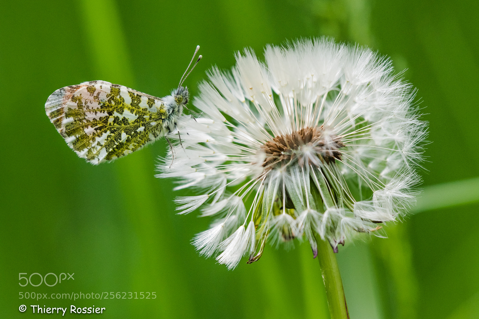Nikon D850 sample photo. L'aurore et le pissenlit photography