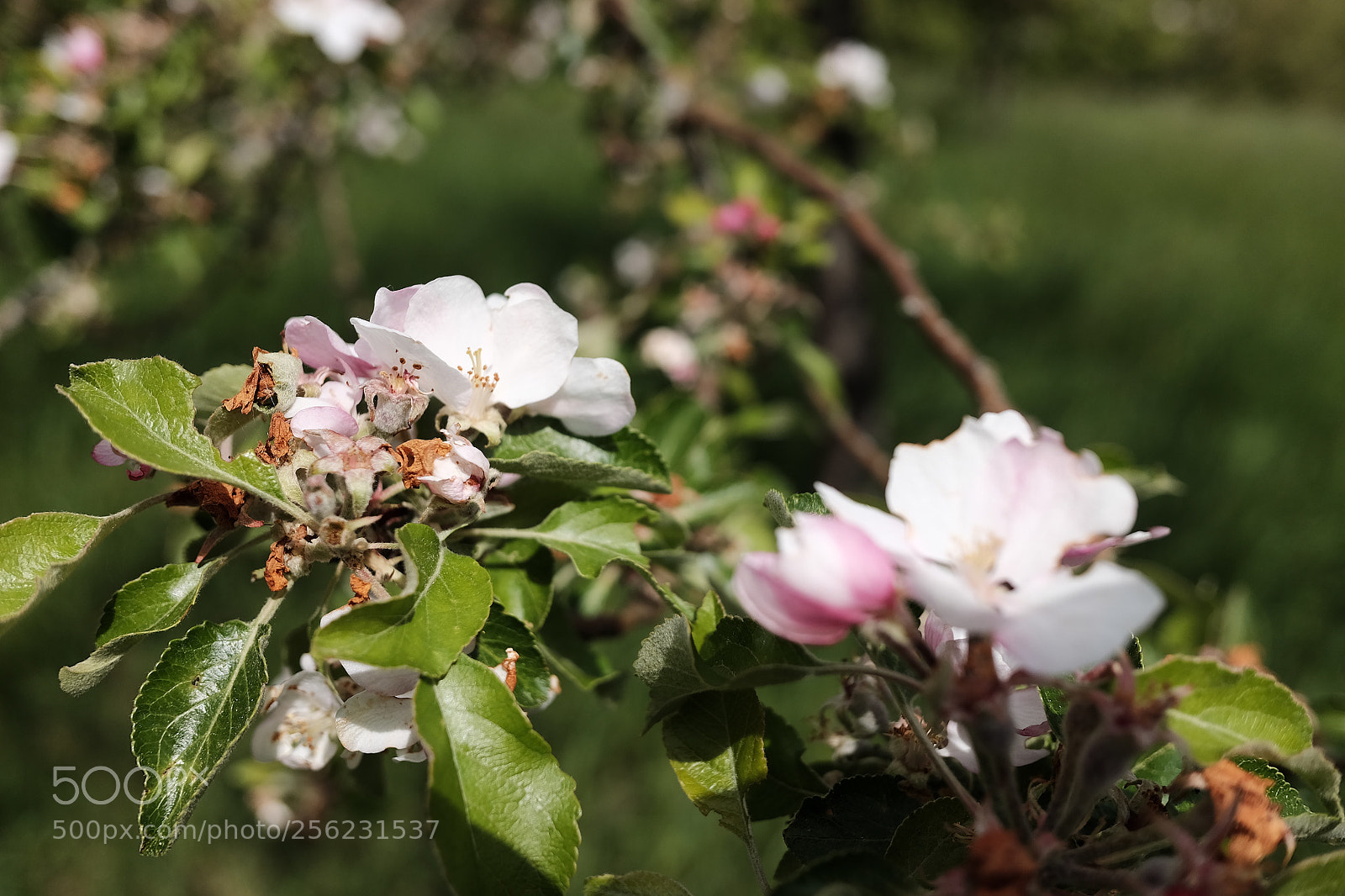 Fujifilm X70 sample photo. Springtime  photography