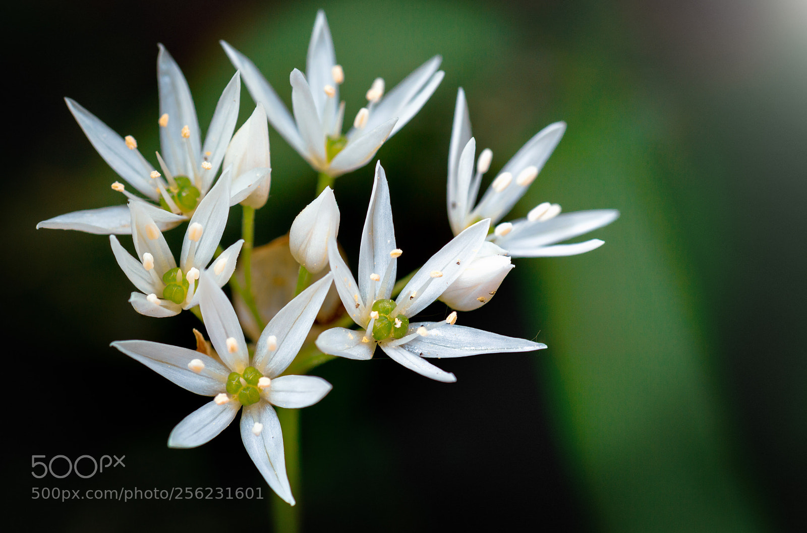 Nikon D3200 sample photo. Bear's garlic photography