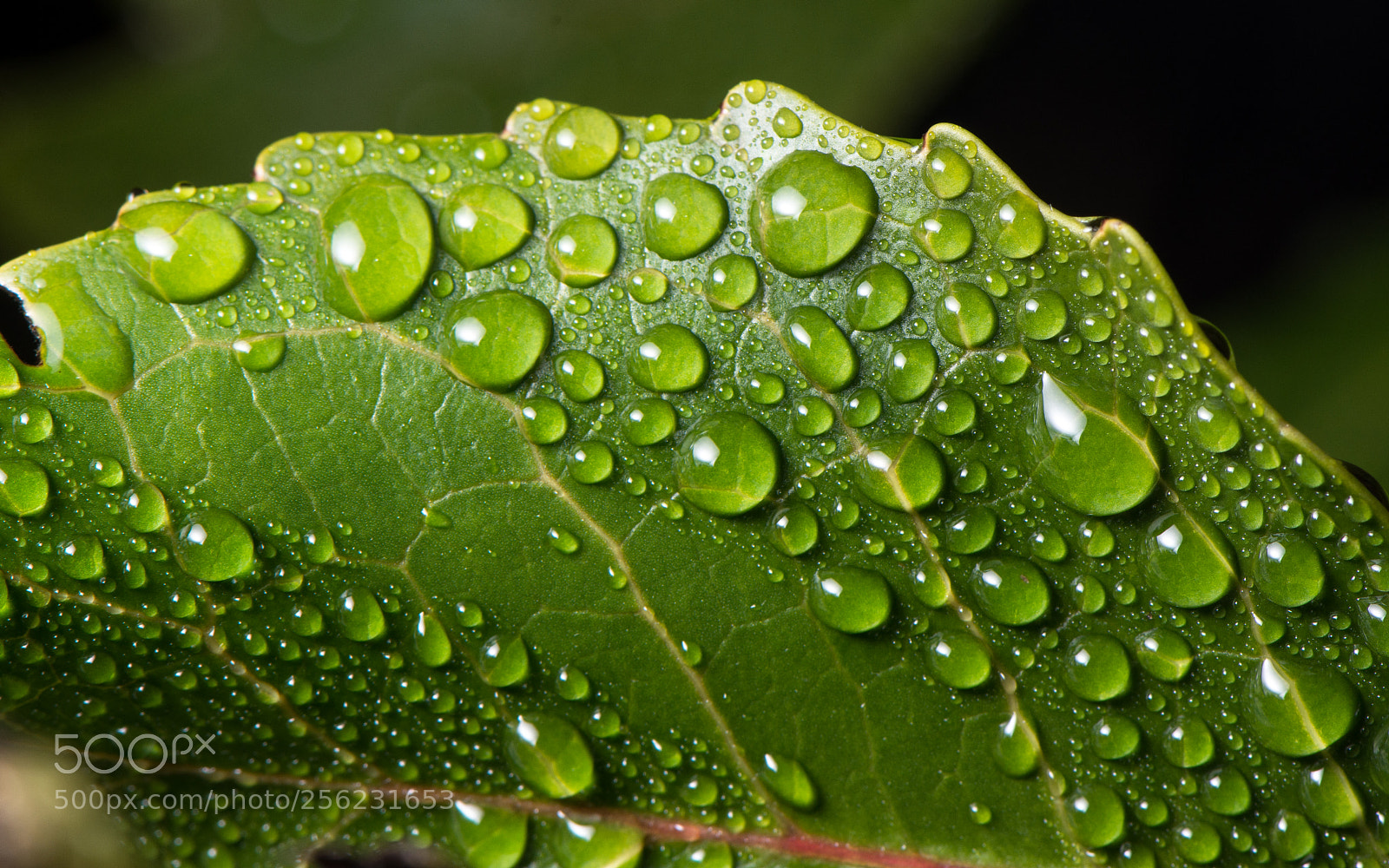 Nikon D7200 sample photo. Morning dew in the photography