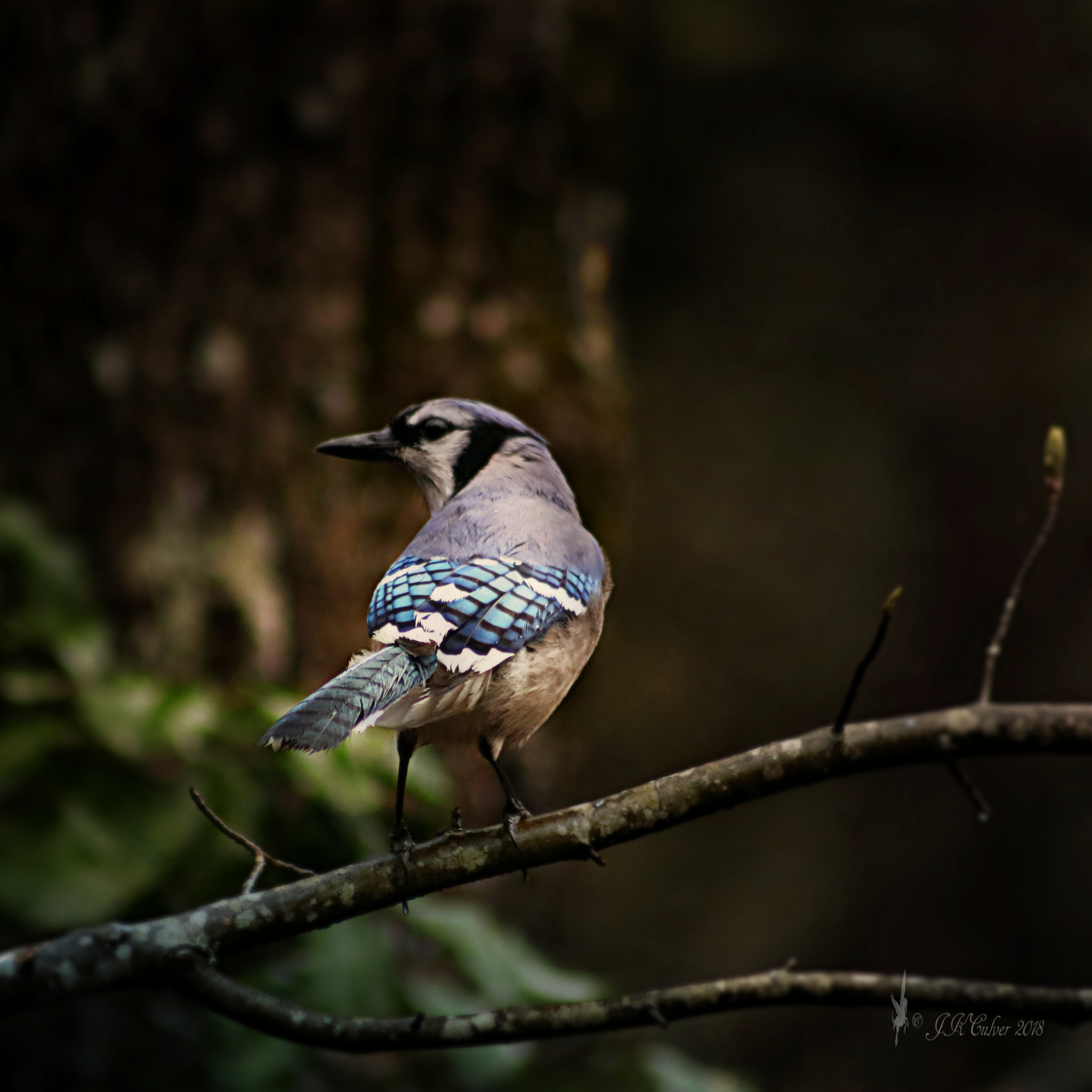 Canon EF 75-300mm f/4-5.6 sample photo. I'm back photography
