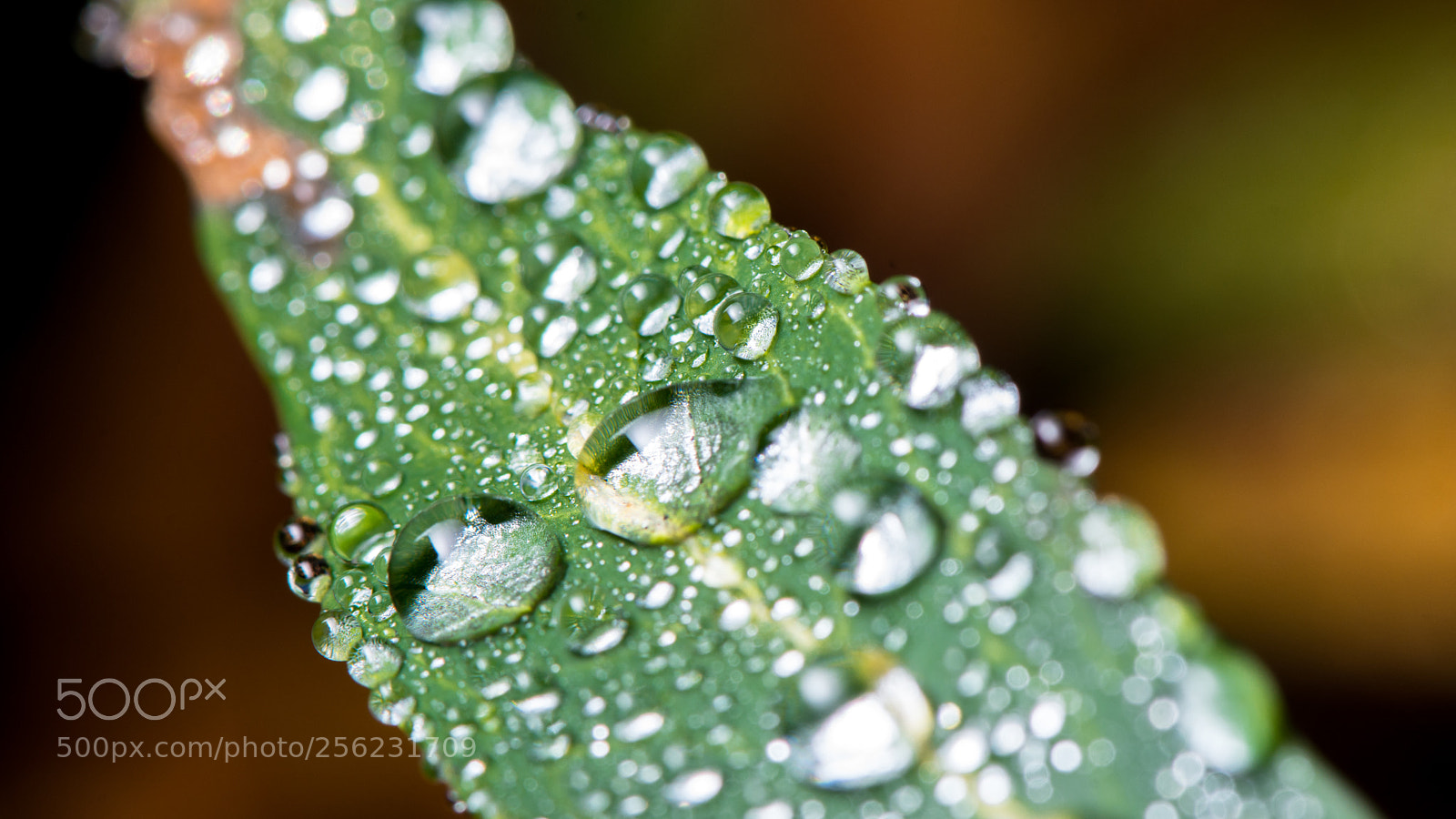 Nikon D7200 sample photo. Morning dew in the photography