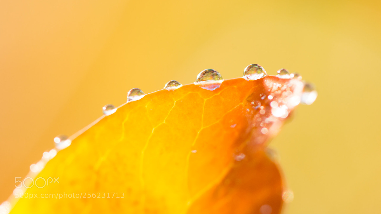 Nikon D7200 sample photo. Morning dew in the photography
