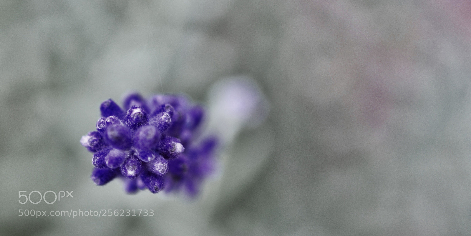 Nikon D7000 sample photo. Closer photography