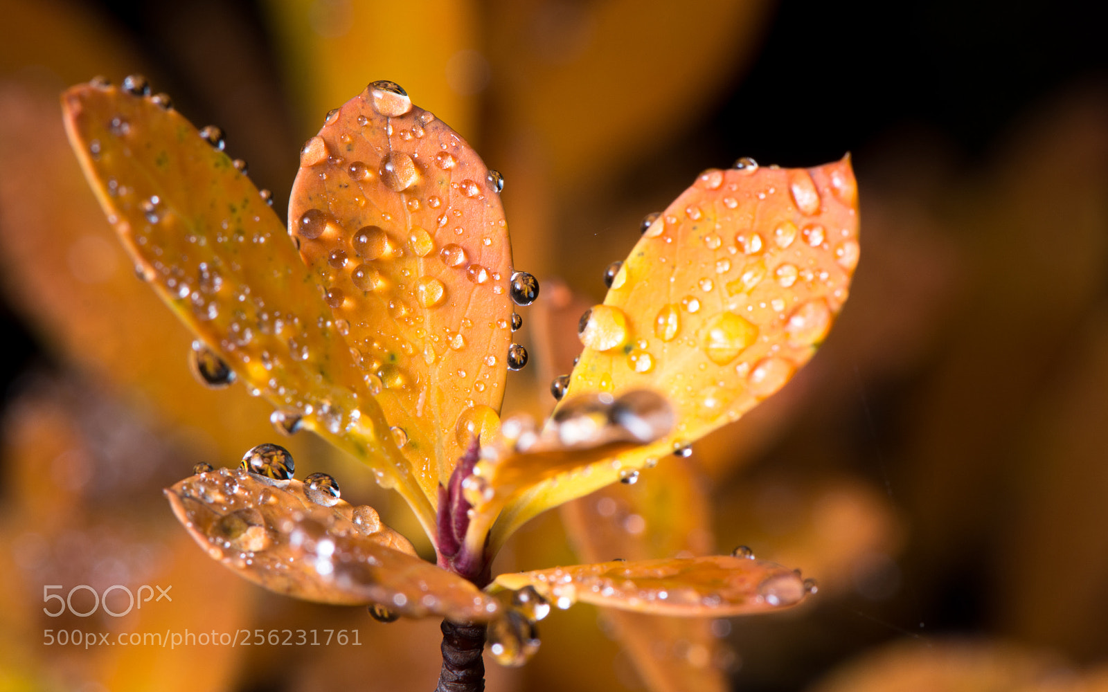 Nikon D7200 sample photo. Morning dew in the photography
