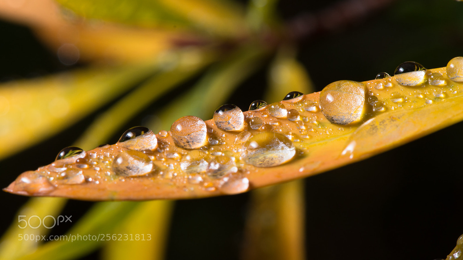 Nikon D7200 sample photo. Morning dew in the photography