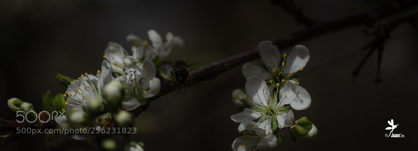 Nikon D5100 sample photo. Buenos d as, serie photography