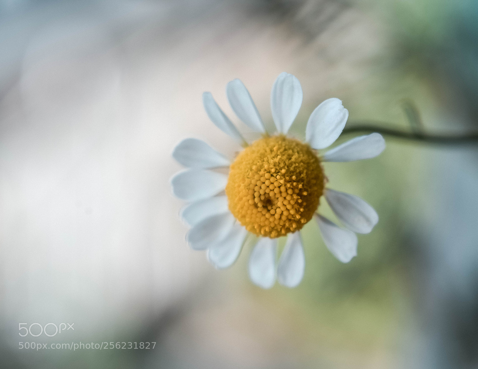 Nikon D3400 sample photo. Happy may photography