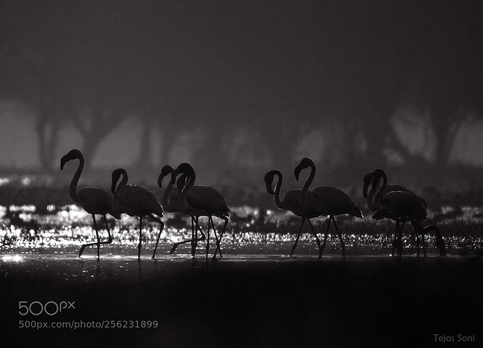 Canon EOS 550D (EOS Rebel T2i / EOS Kiss X4) sample photo. Greater flamingo photography