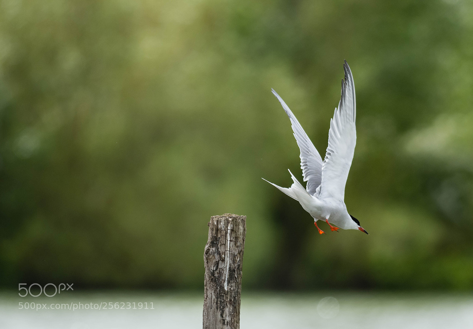 Nikon D7200 sample photo. Sterne pierregarin photography