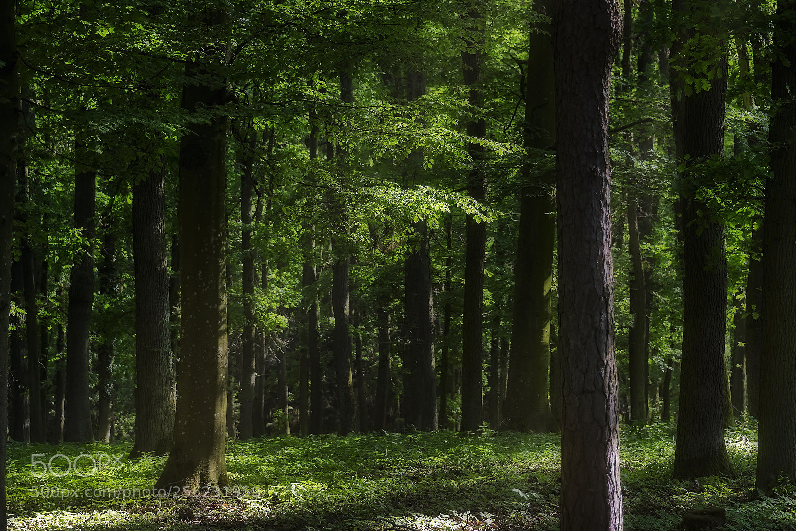 Nikon D810 sample photo. Spring power (6) photography