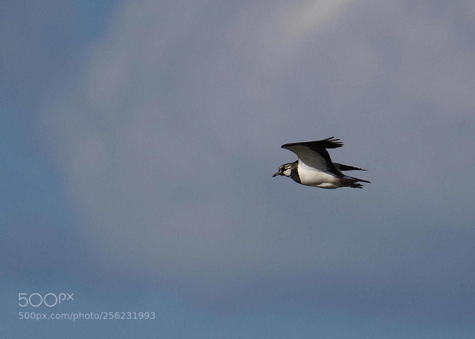 Olympus OM-D E-M10 III sample photo. Lapwing flying photography