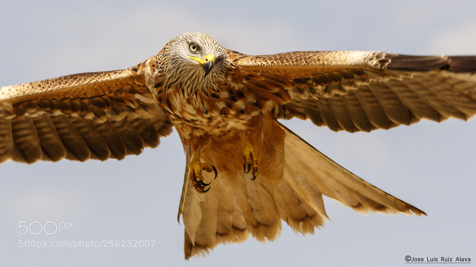Canon EOS 7D Mark II sample photo. Milano real (milvus milvus) photography