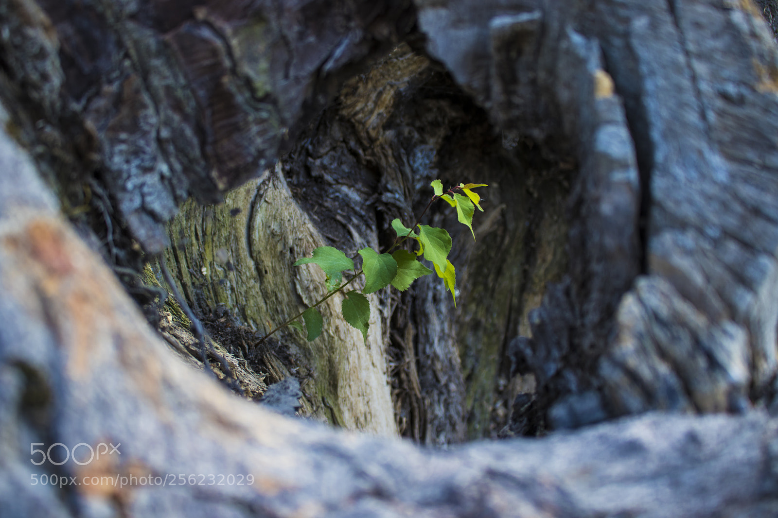 Canon EOS 77D (EOS 9000D / EOS 770D) sample photo. There is always hope photography