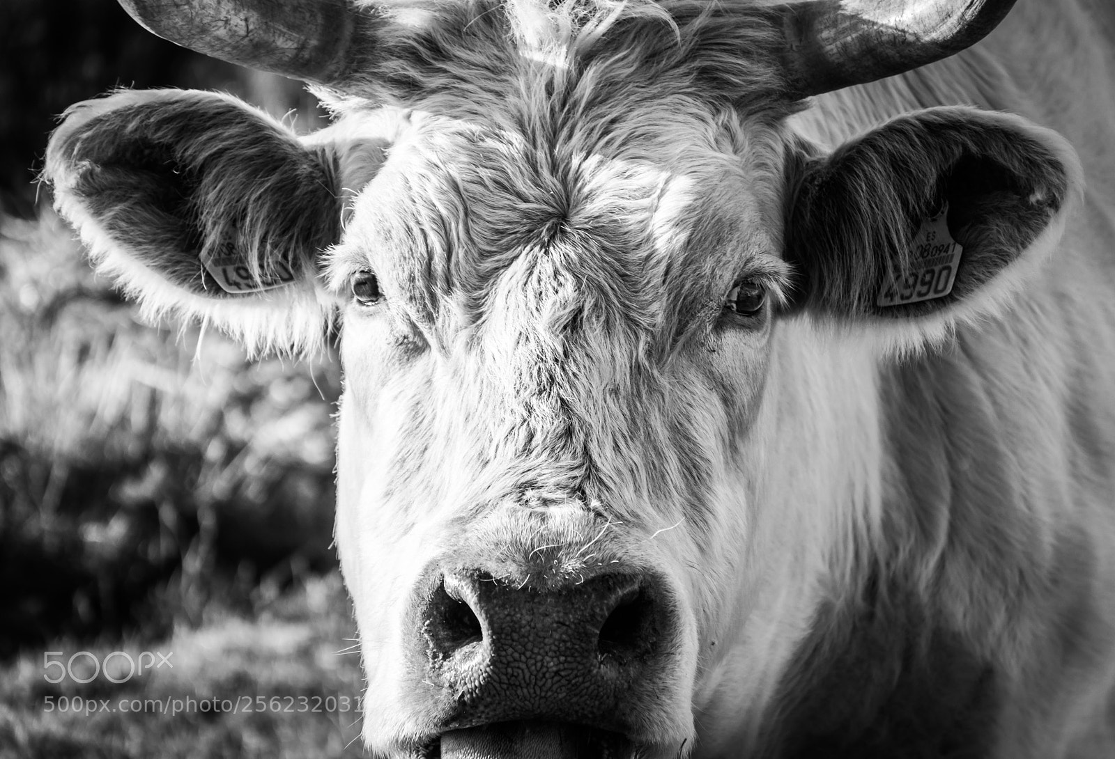 Nikon D5300 sample photo. Portrait of a cow photography