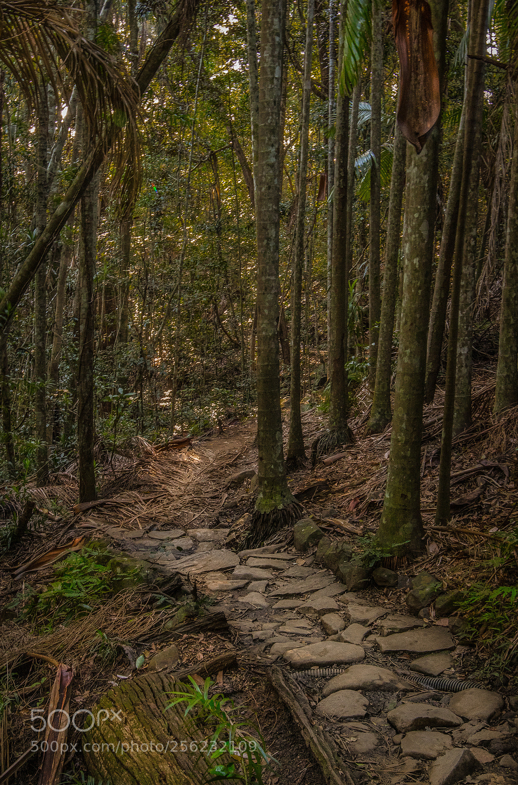 Canon EOS 7D Mark II sample photo. Walk in the forest photography