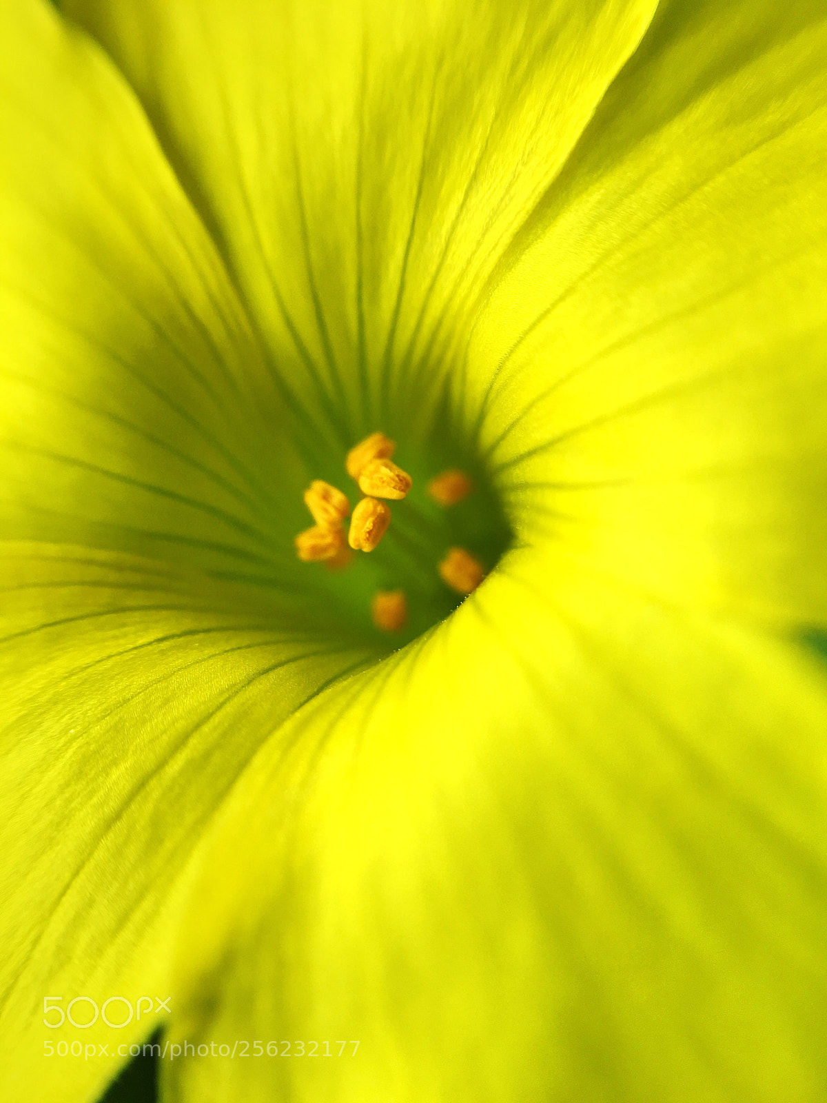 Apple iPhone 6s sample photo. Yellow flower photography