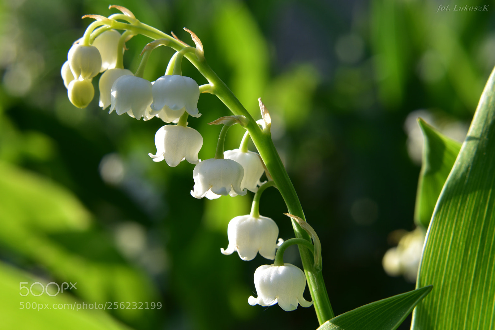 Nikon D7200 sample photo. Konwalijki photography
