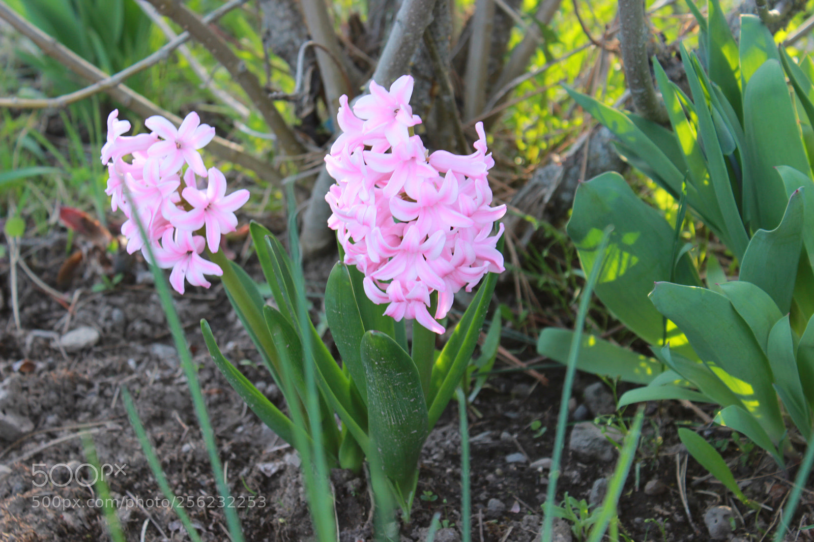 Canon EOS 600D (Rebel EOS T3i / EOS Kiss X5) sample photo. Img photography