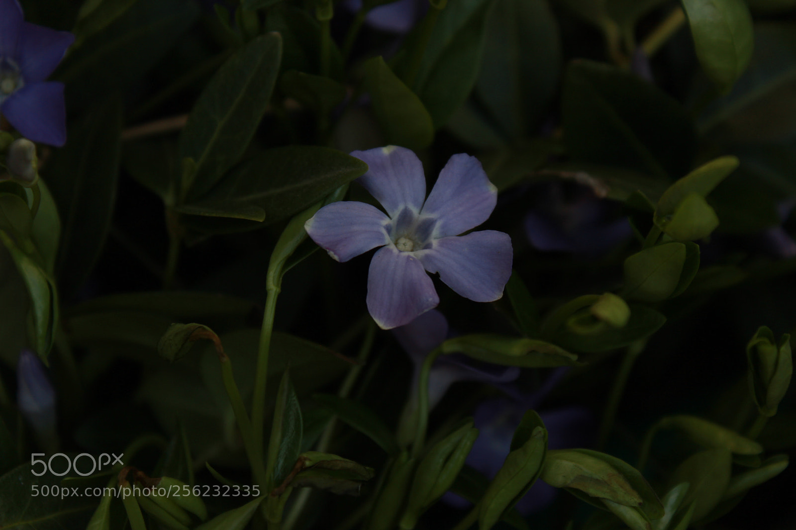 Canon EOS 600D (Rebel EOS T3i / EOS Kiss X5) sample photo. Img photography