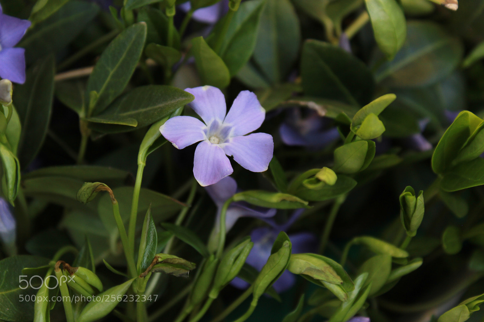 Canon EOS 600D (Rebel EOS T3i / EOS Kiss X5) sample photo. Img photography