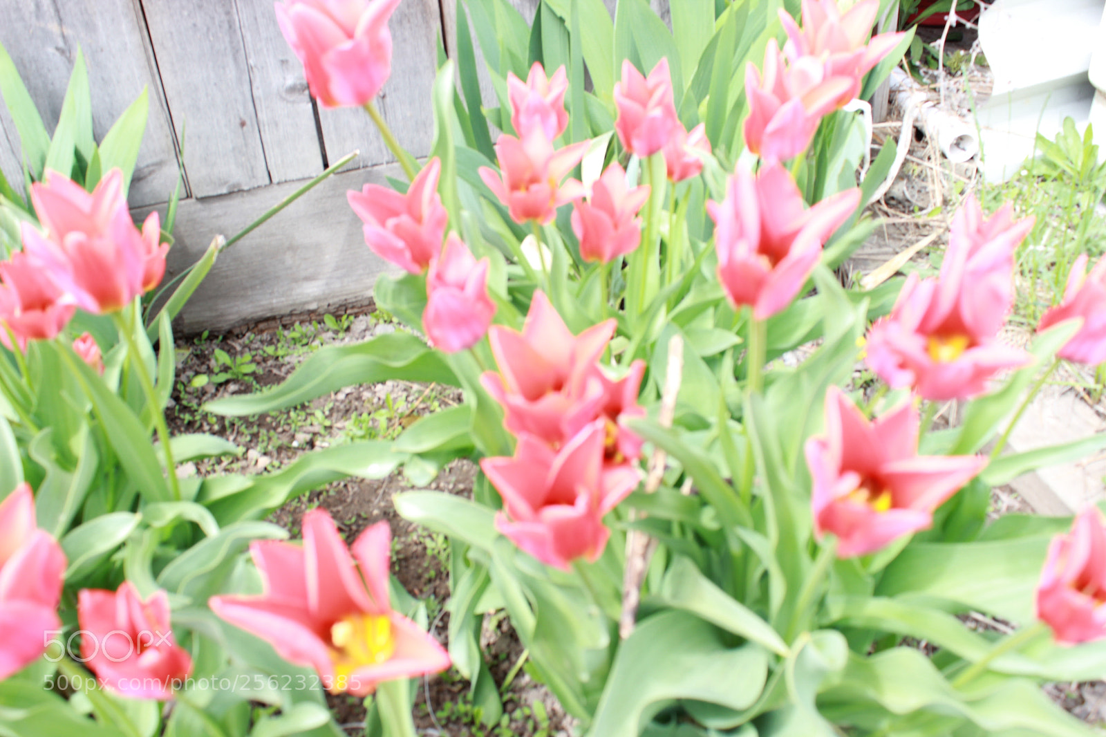 Canon EOS 600D (Rebel EOS T3i / EOS Kiss X5) sample photo. Img photography