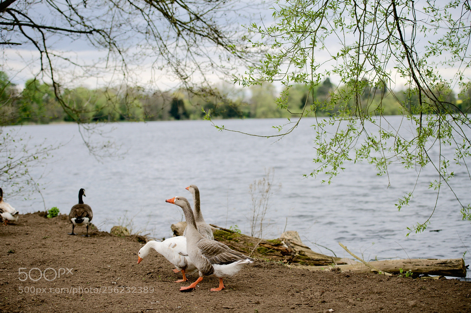 Nikon D850 sample photo. Untitled photography