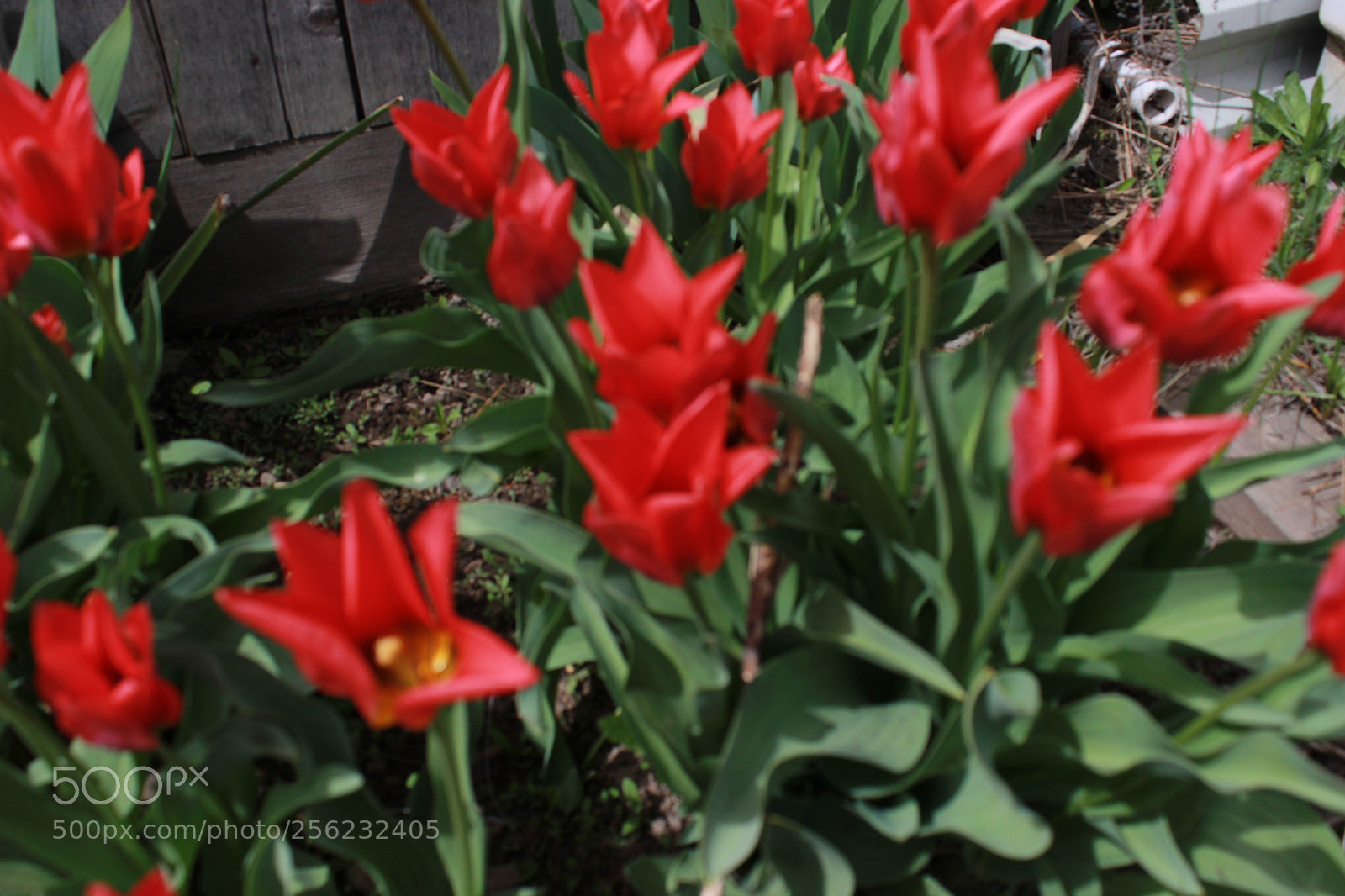Canon EOS 600D (Rebel EOS T3i / EOS Kiss X5) sample photo. Img photography
