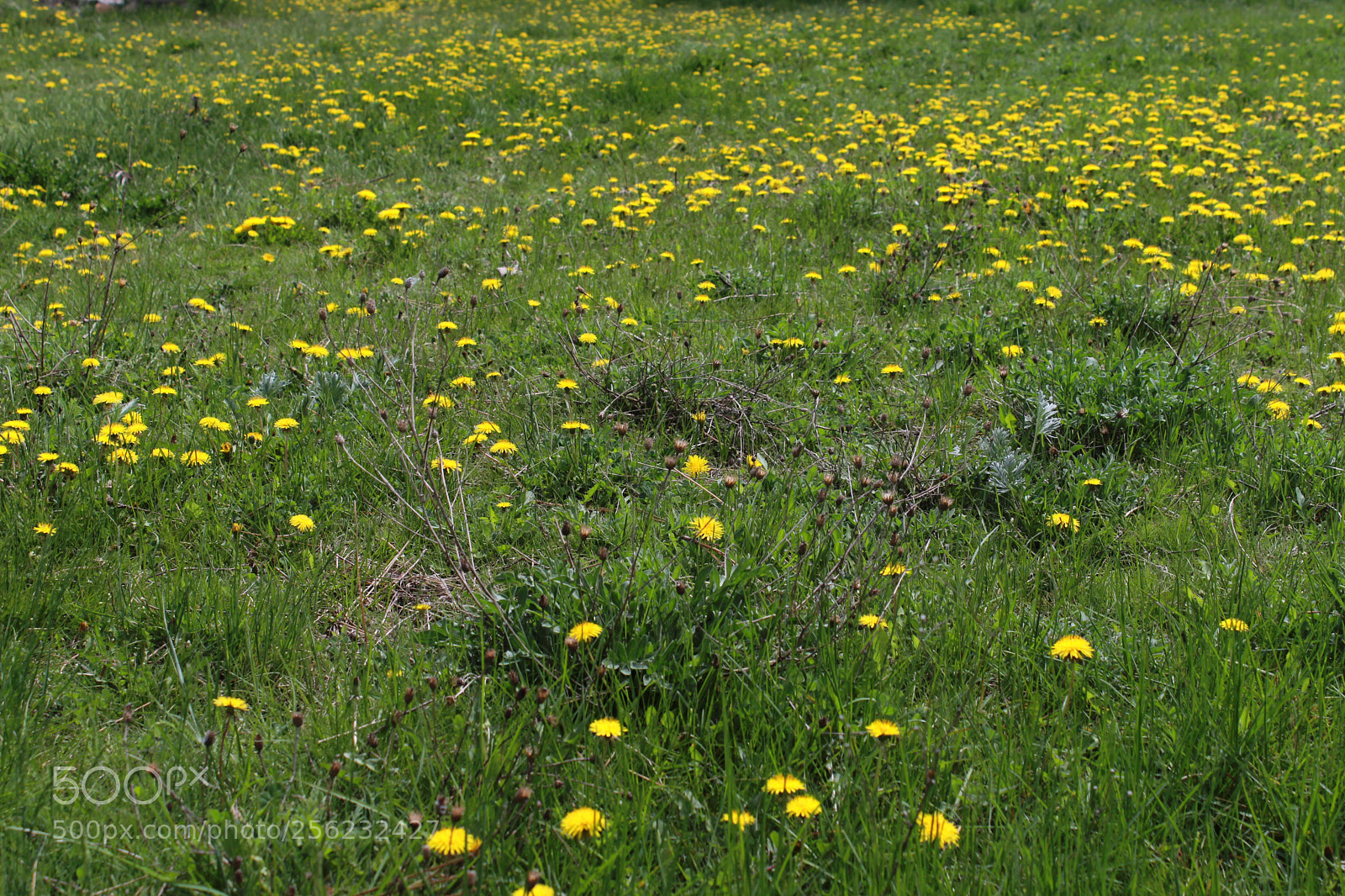 Canon EOS 600D (Rebel EOS T3i / EOS Kiss X5) sample photo. Img photography