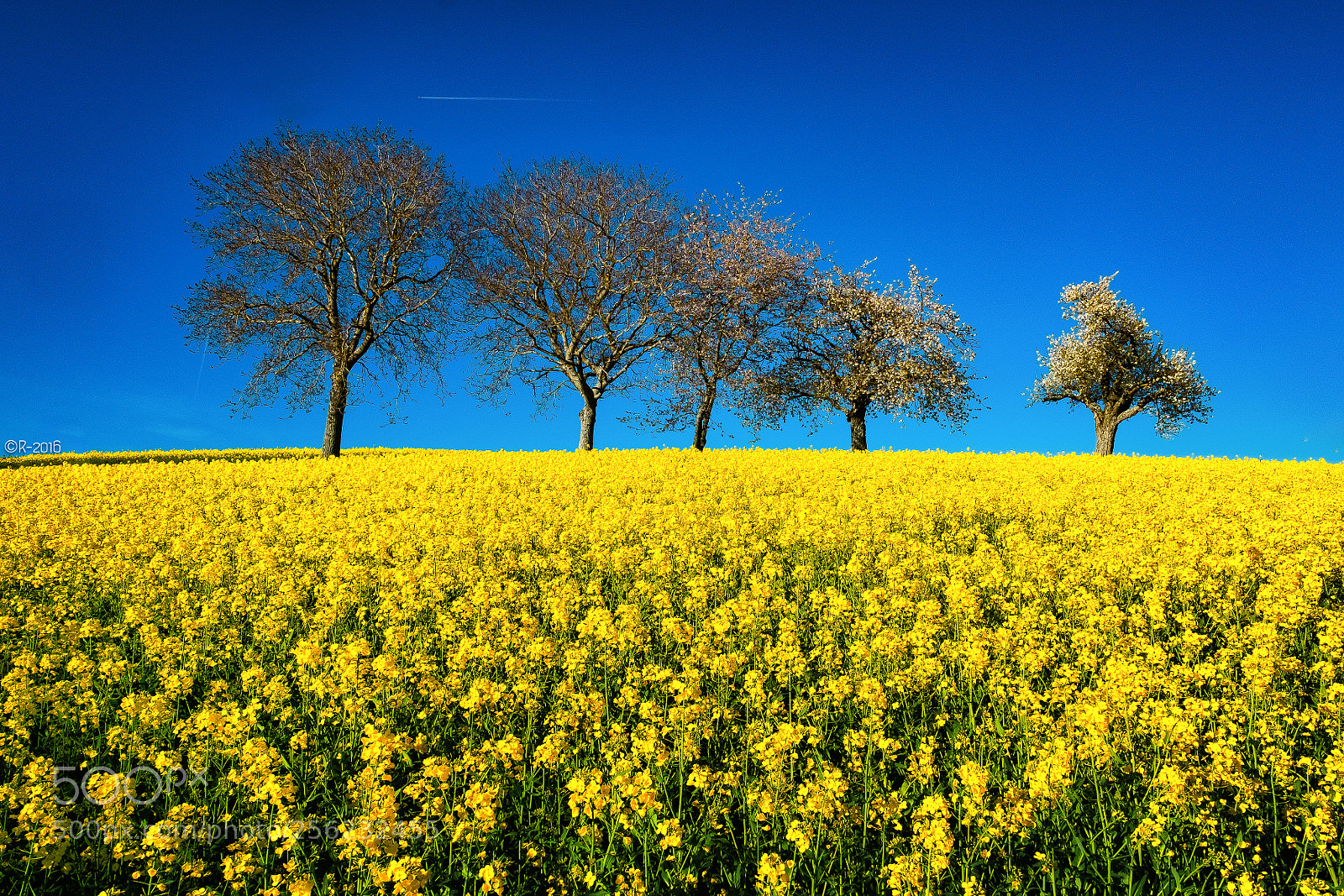 Fujifilm X-Pro1 sample photo. Springtime impression photography